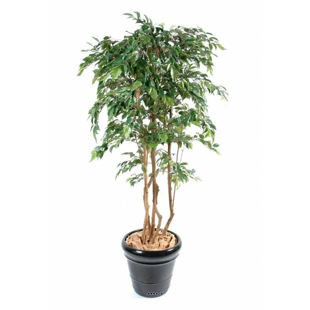 Ficus natasja artificiel multitroncs bois en pot h180cm vert