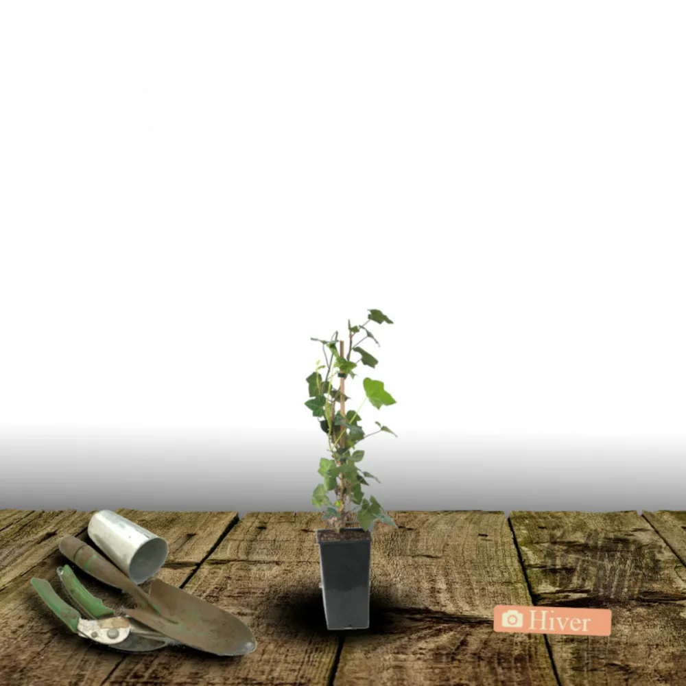 Lierre à patte d'oie sagittifolia/[-]pot de 3l - echelle bambou 60/120 cm
