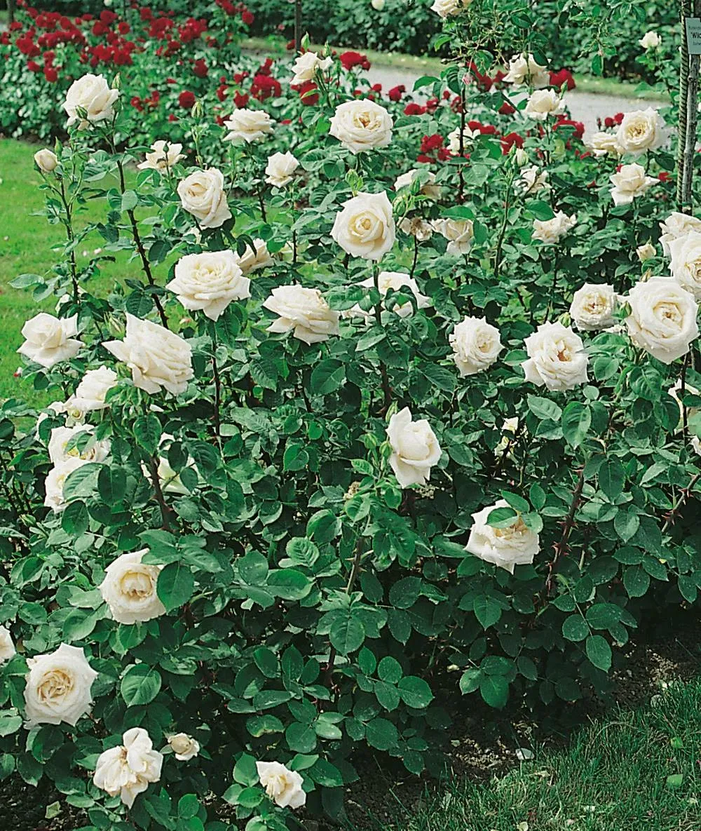 Rosiers polyanthas iceberg - 3 rosiers
